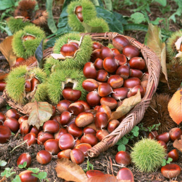 Chestnut Series